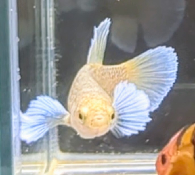 【ほっぺちゃんFARM】〈ベタ・Betta〉K-10 パイナップルイエロー・バタフライ・スーパーダンボHM (メス♀)☆きまぐれSALE☆_画像2