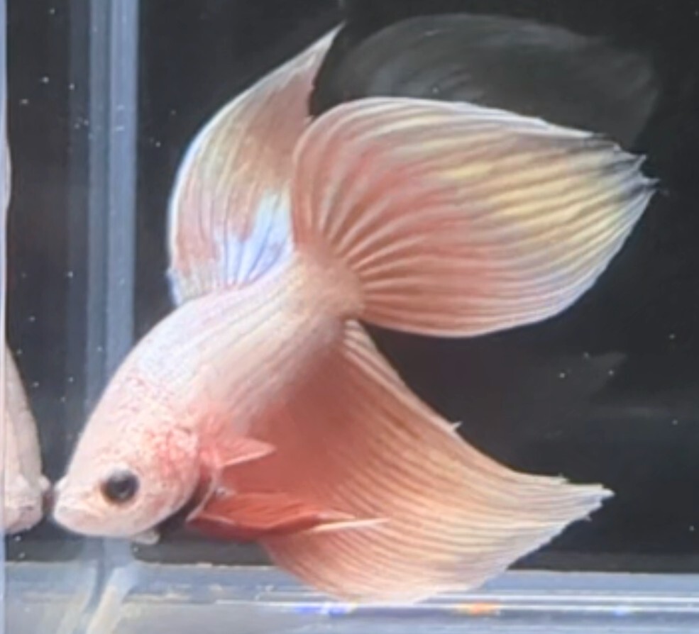 【ほっぺちゃんFARM】〈ベタ・Betta〉K-6 セレーサ・さくらピンク・シャンパンピンクゴールドVT (オス♂)_画像3