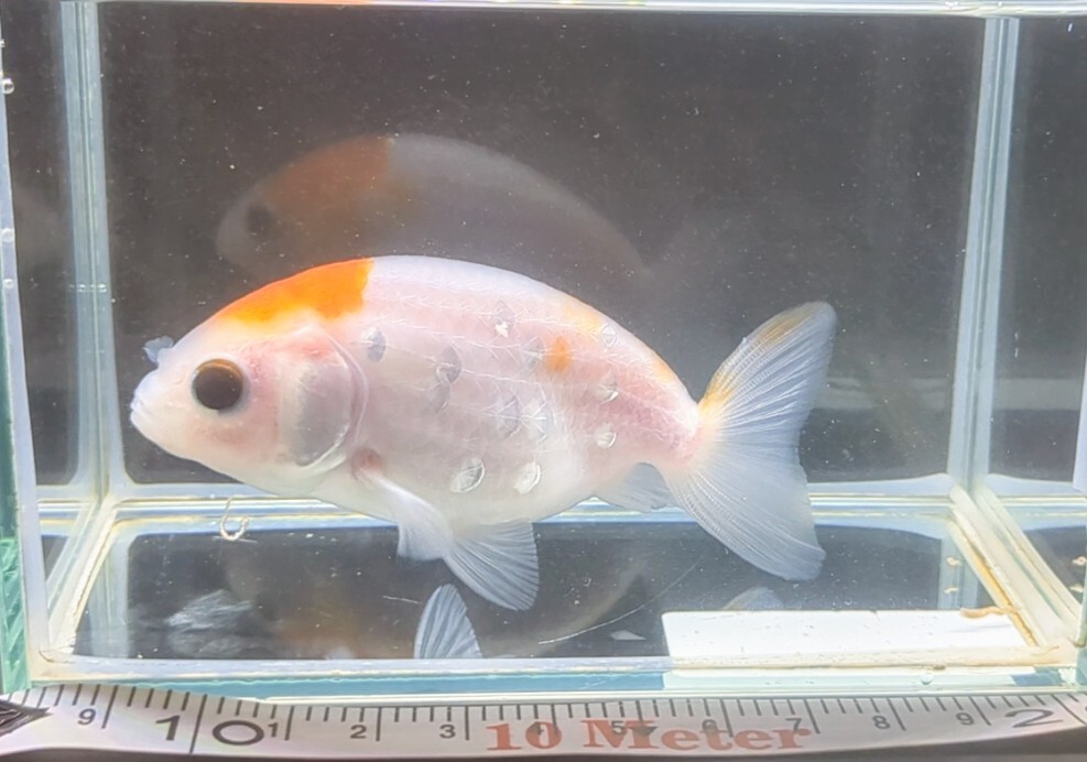 [... Chan FARM]( lunch .u*Ranchu) goldfish * aquarium fish 