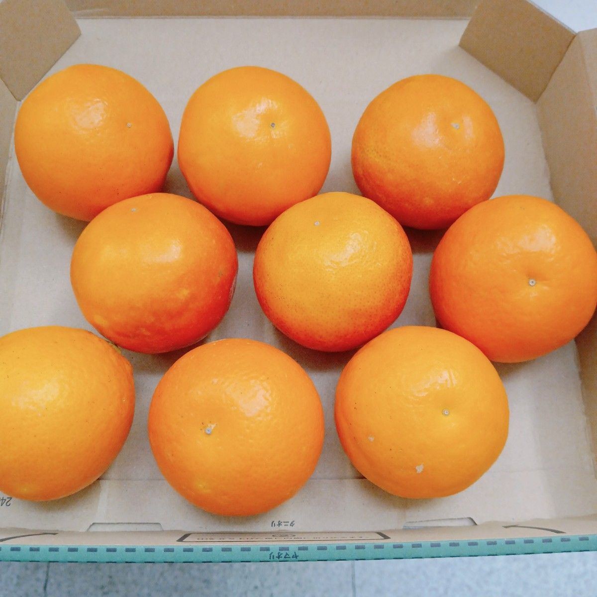 ブラッドオレンジ　タロッコ　Sサイズ