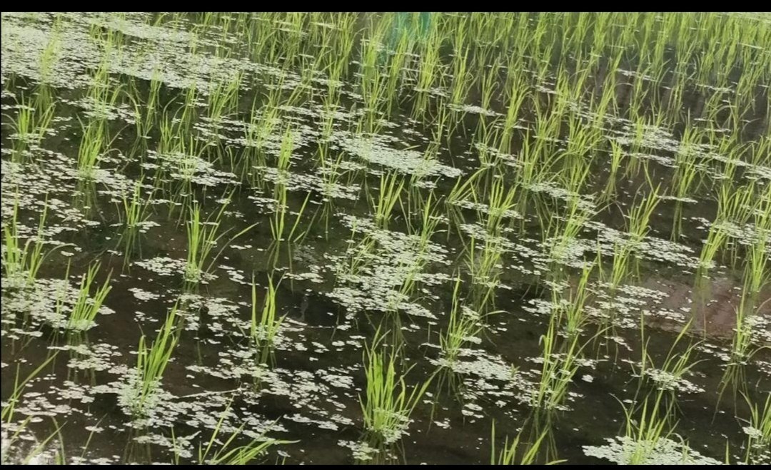 [. house . rice field .. body .]. rice. kind kind . nature agriculture Koshihikari is ... rice bucket ..*