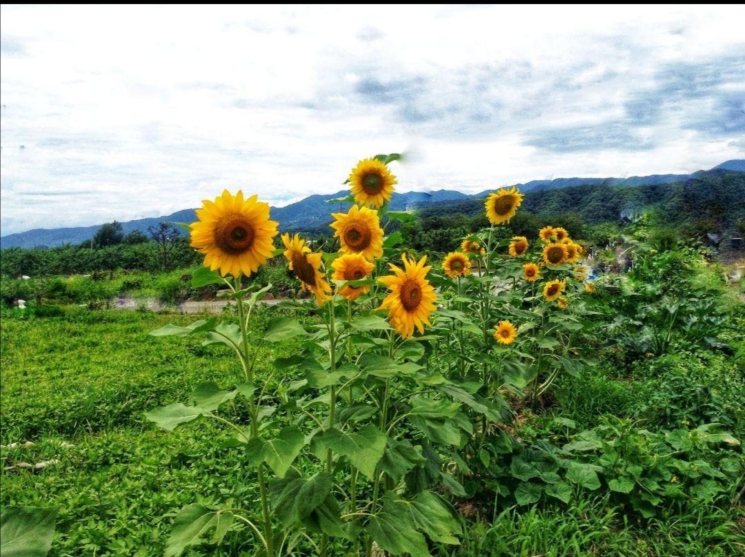 大きくそだつひまわりの種 たっぷり14g約200粒 花畑 プランター 花壇 花束 生花 インテリア の画像4