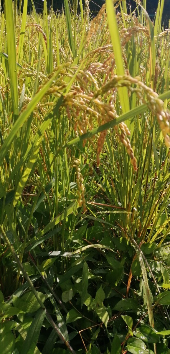 【お家で田んぼ体験】お米の種　種籾　自然農　15g 昨年度自家採種　はざかけ米　コシヒカリ　バケツ稲　稲作　_画像10