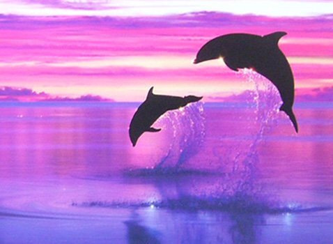  Christian *R*lasen art poster dolphin free shipping 