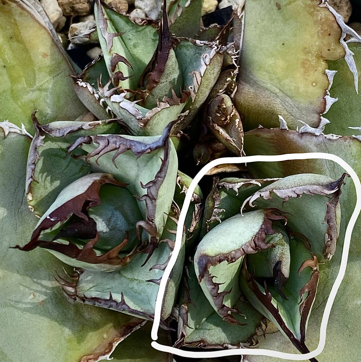  agave chitanota Be -stroke agave titanota beast trunk cut . heaven .