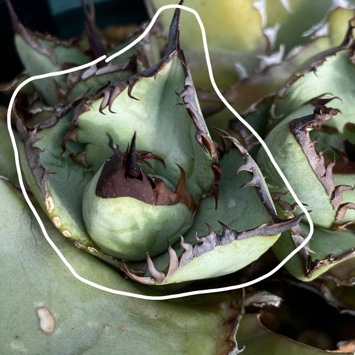 アガベ チタノタ ビースト agave titanota beast 胴切り天芽の画像4