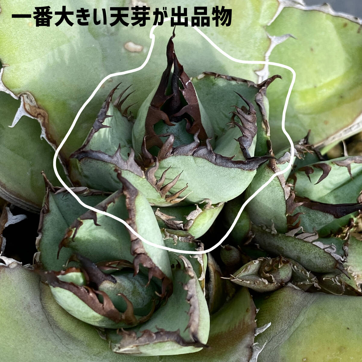 アガベ チタノタ ビースト agave titanota beast 胴切り天芽の画像1