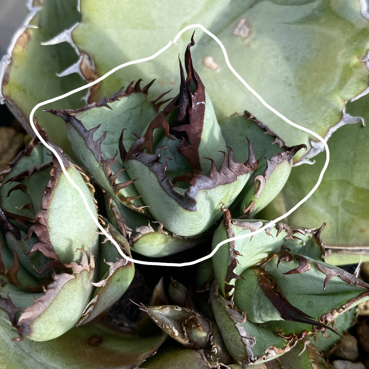 アガベ チタノタ ビースト agave titanota beast 胴切り天芽の画像6