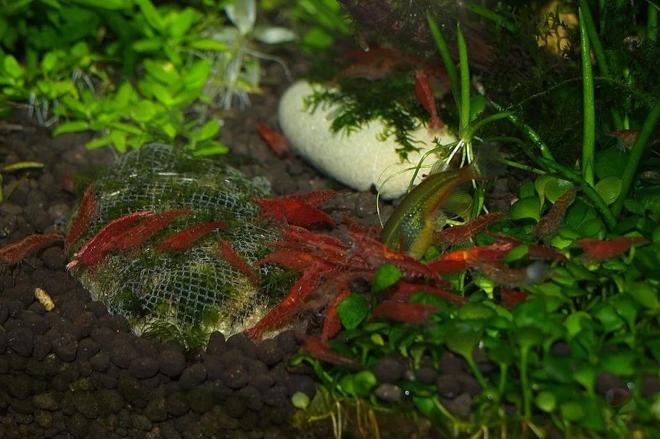  red Cherry shrimp = 100 pcs set [+α freebie attaching ]