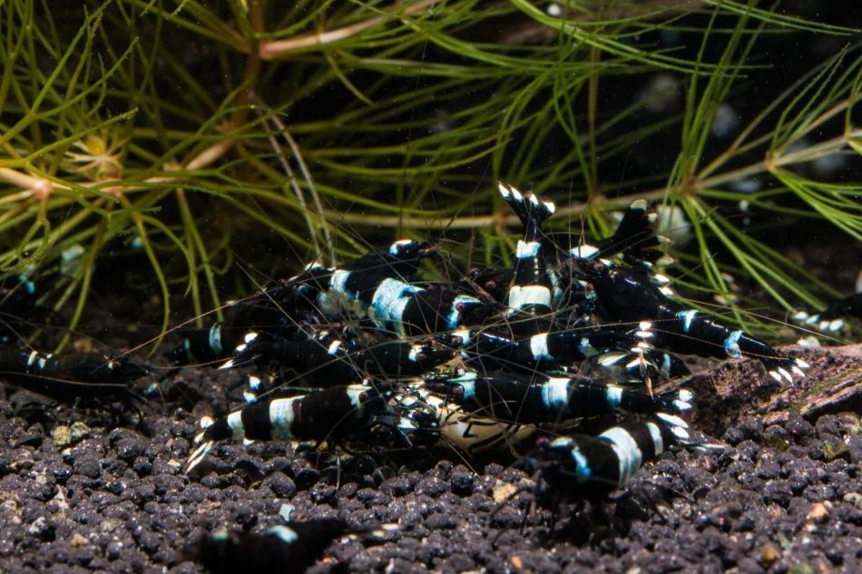  black shadow shrimp = 10 pcs set [+α freebie attaching ]