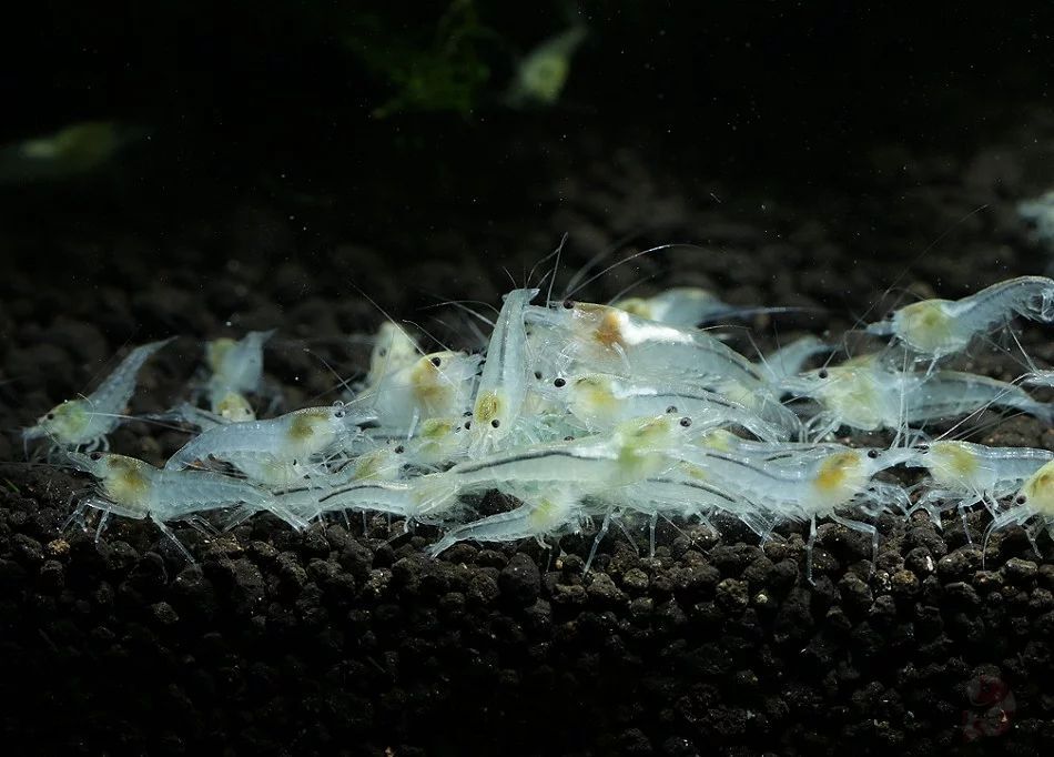  white pearl shrimp = 10 pcs set [+α freebie attaching ]