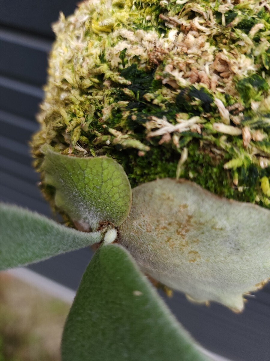 P. veitchii wild Australia OC pup株分け(ビーチーワイルドオーストラリア) ベイチー ビカクシダ トキントキン コウモリラン 観葉植物 の画像10