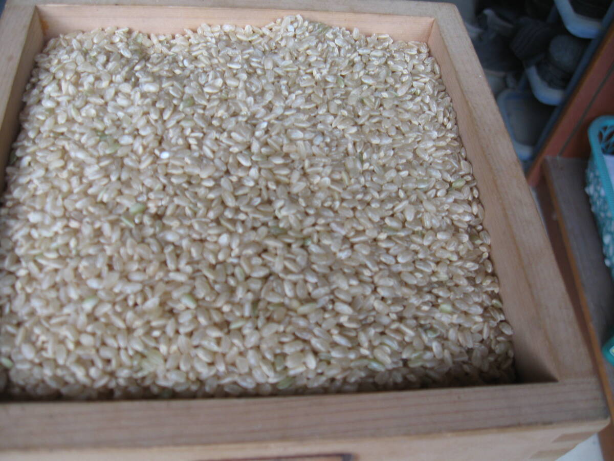 令和4年産　近江米キヌヒカリ　玄米正味15キロ_画像2
