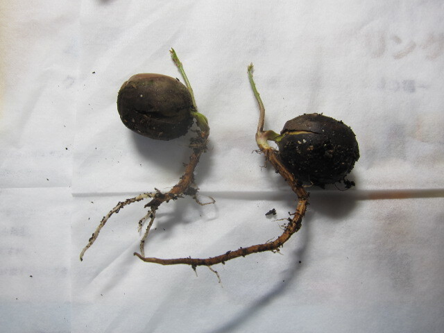 クヌギ 発芽した種 苗 ２個同封 高さ７～１０㎝程度 幅３～５㎝程度 その３/3の画像2