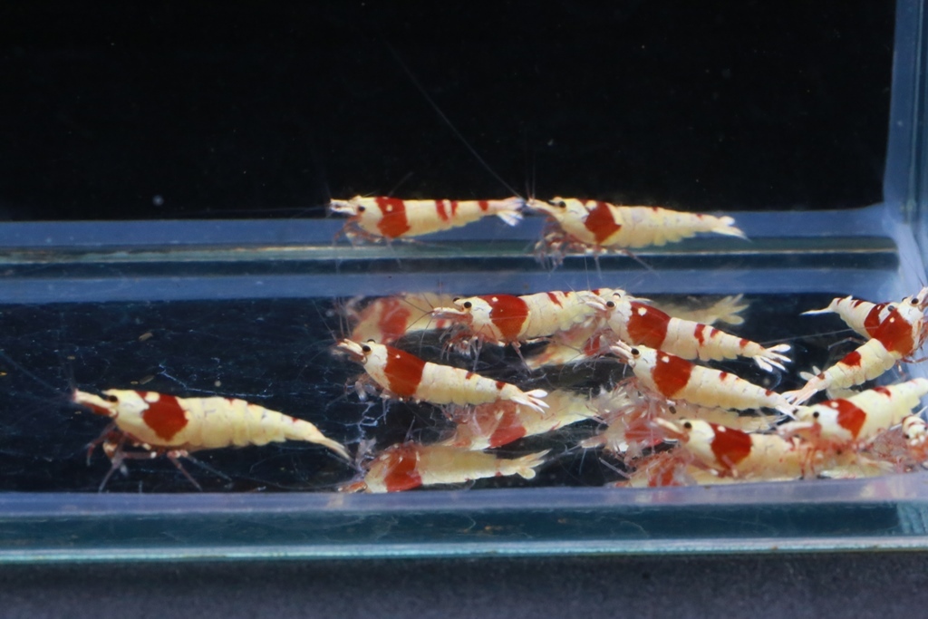 87 ground yellowtail [ Nora ] Red Bee Shrimp outline of the sun 10 pcs 