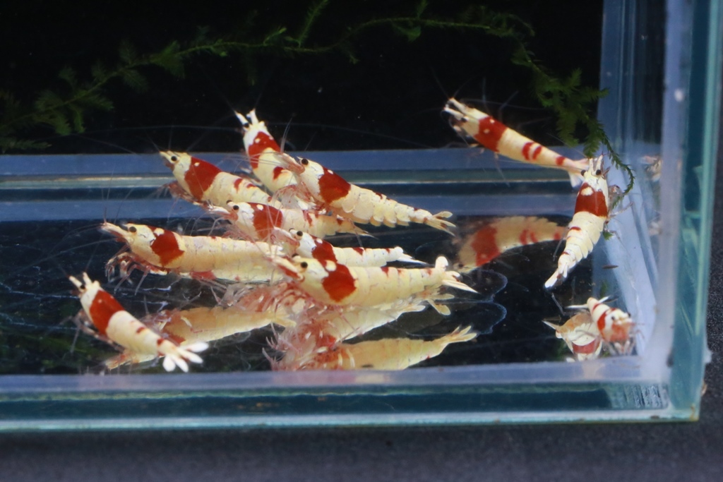 87 ground yellowtail [ Nora ] Red Bee Shrimp outline of the sun 10 pcs 