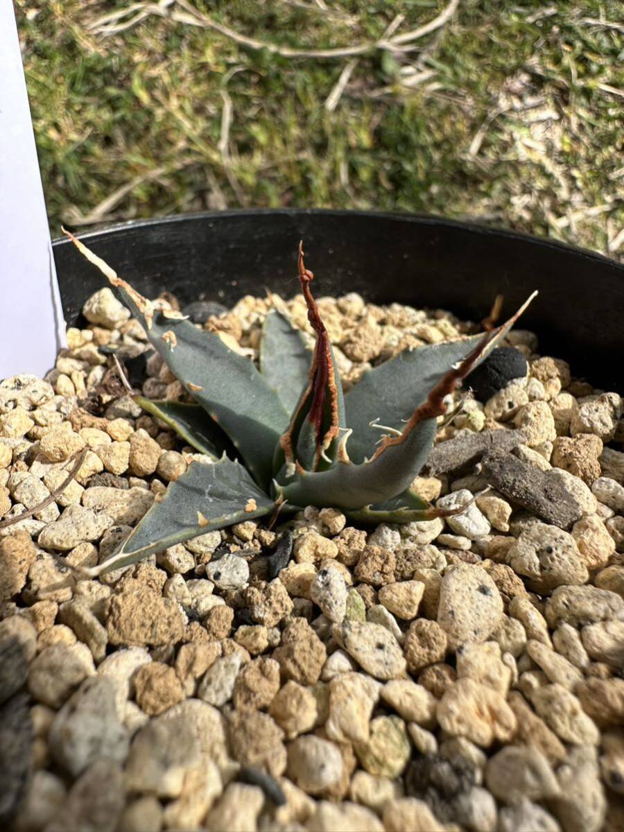 Agave utahensis var. eborispina アガベユタエンシスエボリスピナ陽炎ロングスピン_出品子株