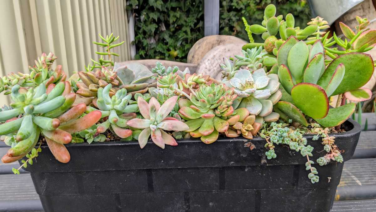 ★多肉植物★種類色々寄せ植えセット（抜き苗発送）の画像1