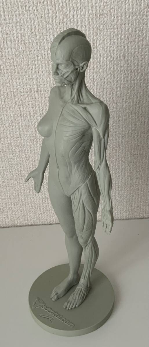 【送料無料】3dtotal Anatomy female Anatomy Figure アナトミー　デッサン 解剖学 フィギュア_画像4