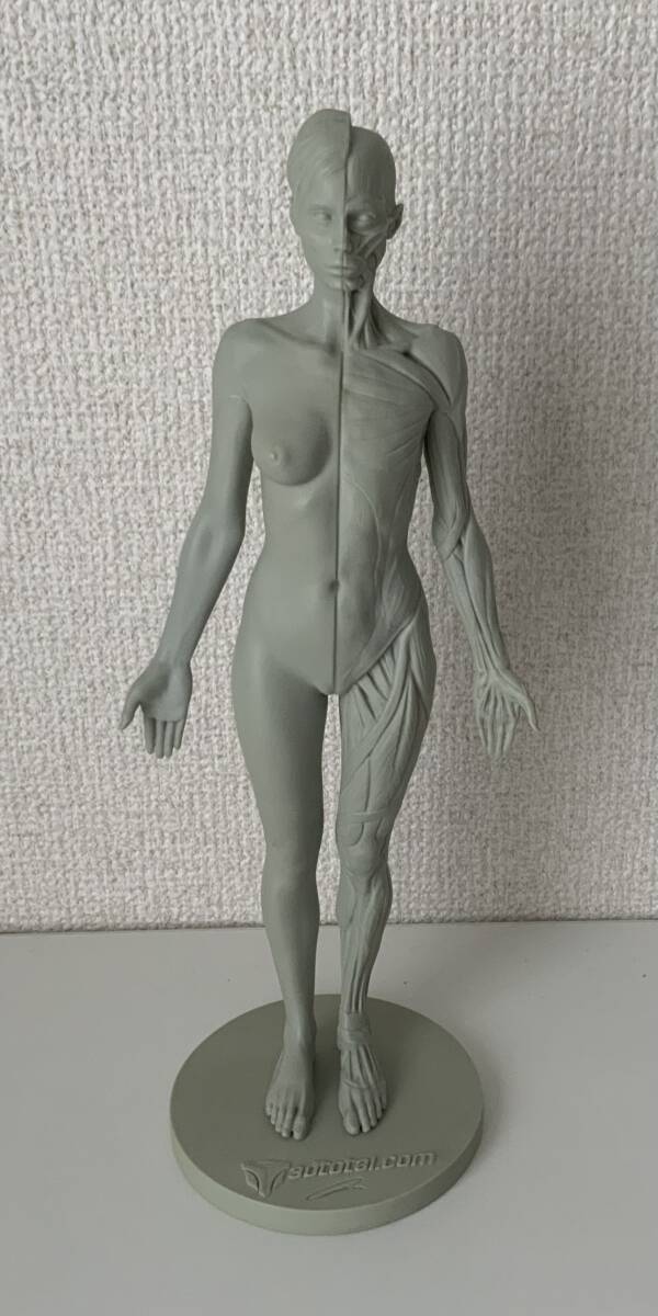 【送料無料】3dtotal Anatomy female Anatomy Figure アナトミー　デッサン 解剖学 フィギュア_画像2