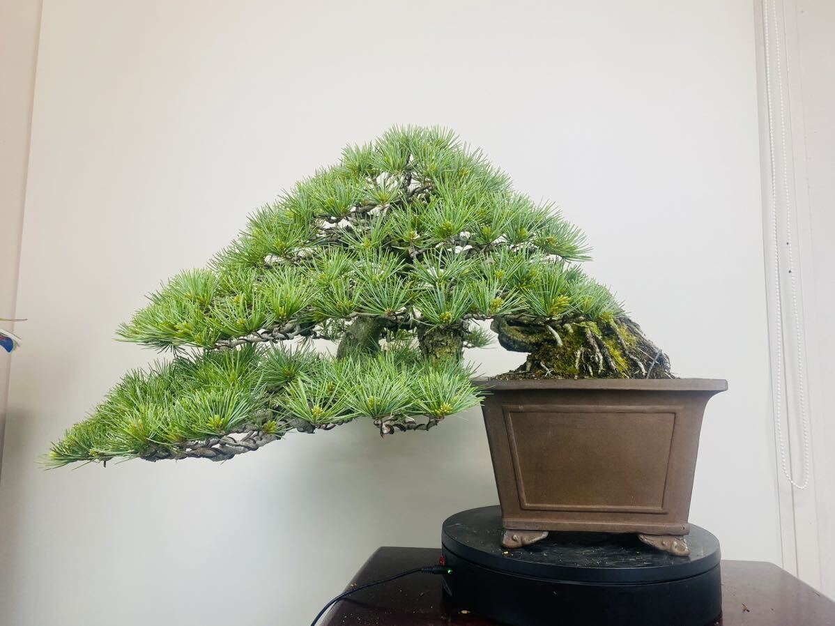 . leaf pine goyo horse tsu bonsai 