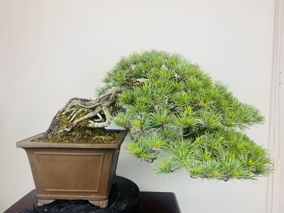 . leaf pine goyo horse tsu bonsai 