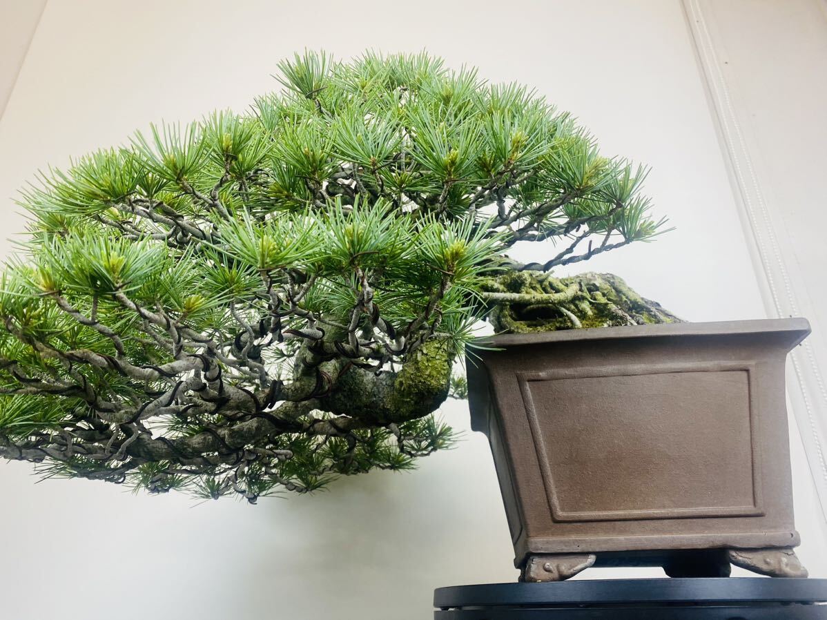 . leaf pine goyo horse tsu bonsai 