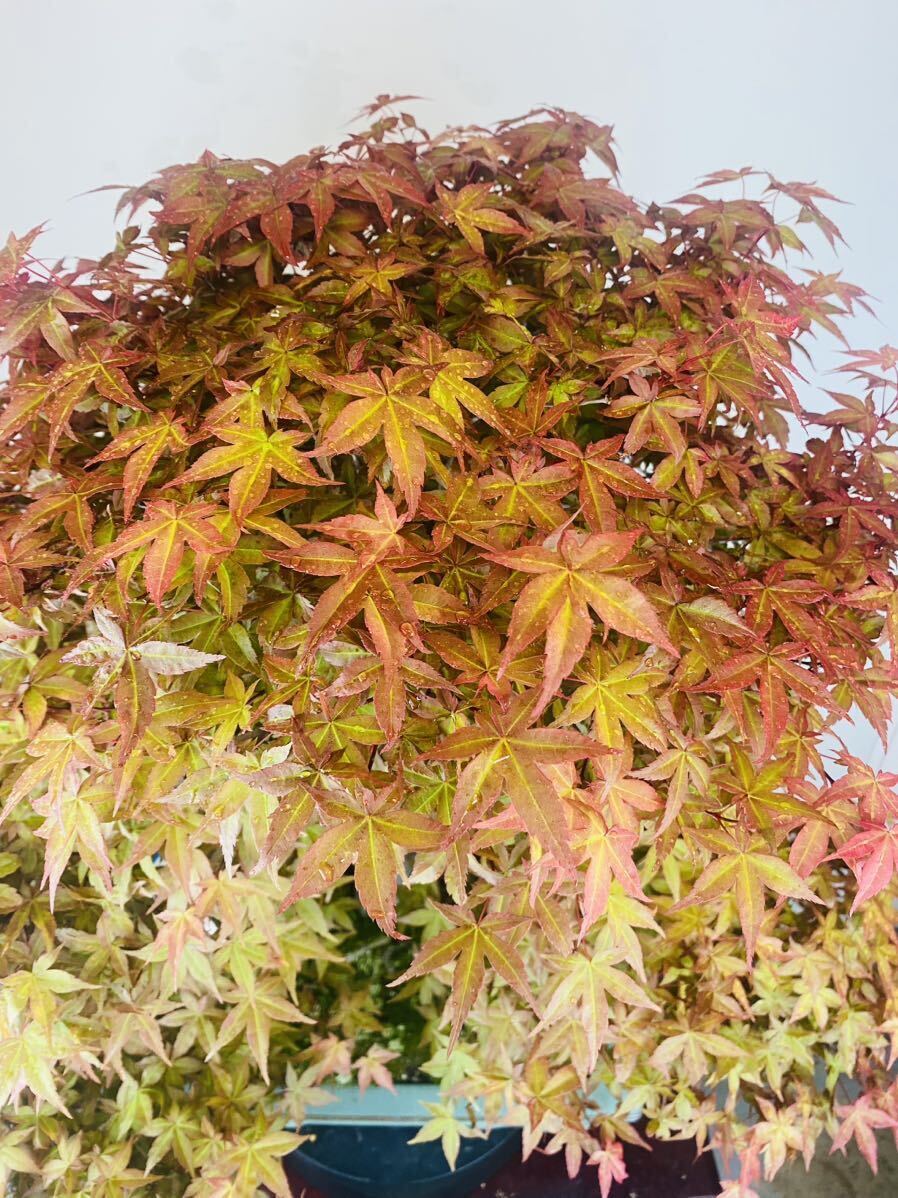  maple ...momiji bonsai . leaf 