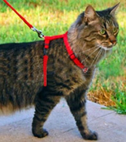  free shipping!.... for Harness extra. bell attaching! cat diligently . walk Lead cat for walk string. 