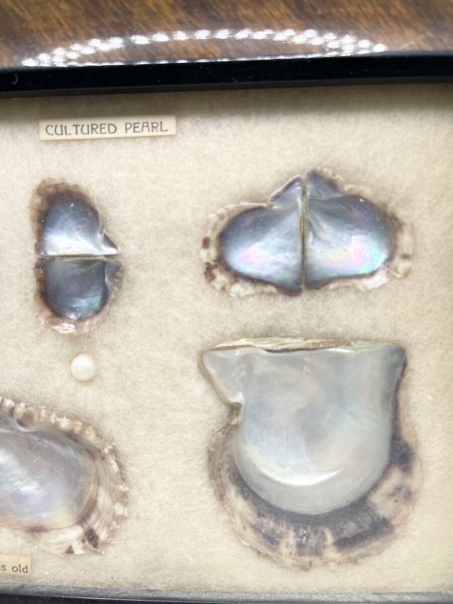 CULTURED PEARL 真珠 パール 養殖真珠 標本 額装 額入り 壁掛 インテリア コレクションの画像3