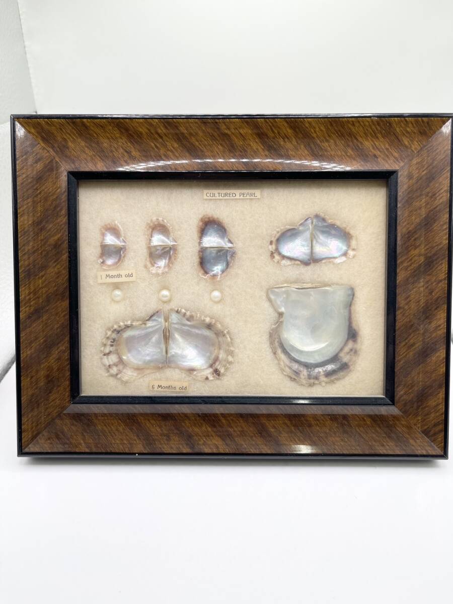 CULTURED PEARL 真珠 パール 養殖真珠 標本 額装 額入り 壁掛 インテリア コレクションの画像1