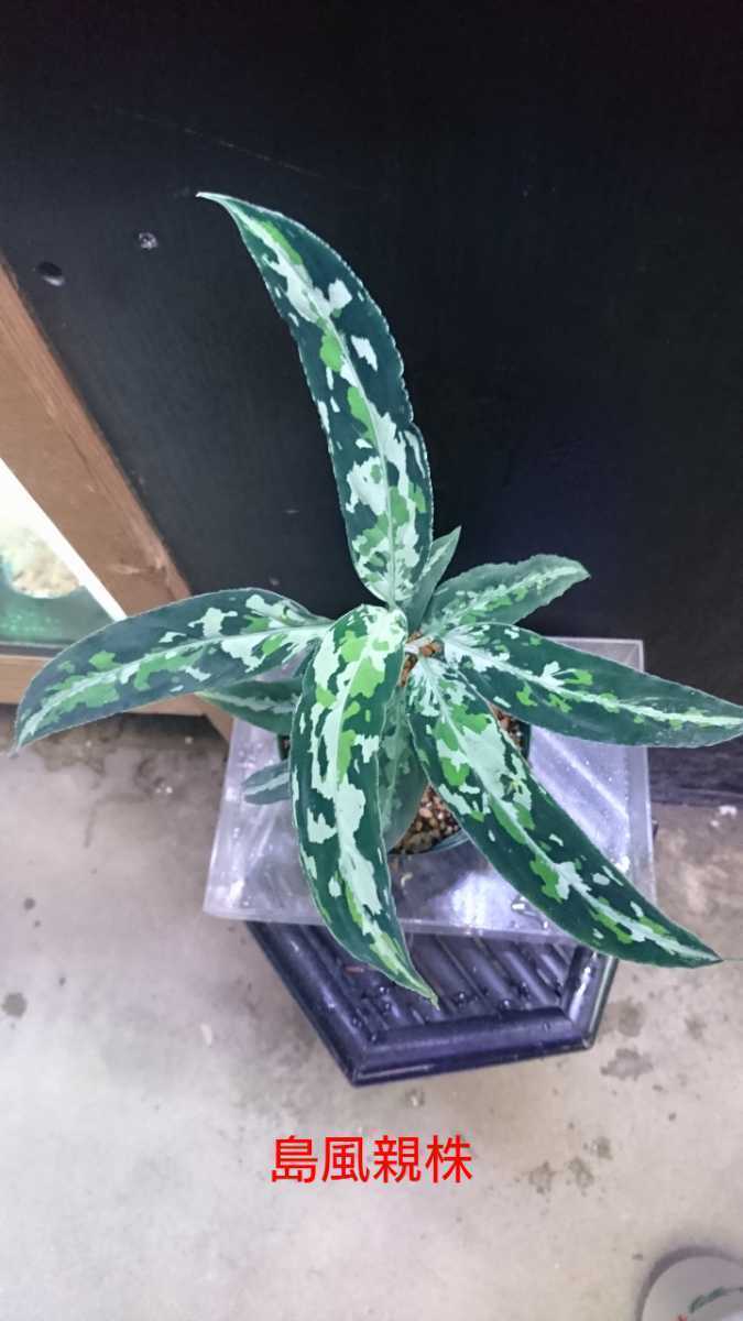 Aglaonema Pictum 島風(13冬) from Sibolga Timur AZ0813-4 アグラオネマの画像1