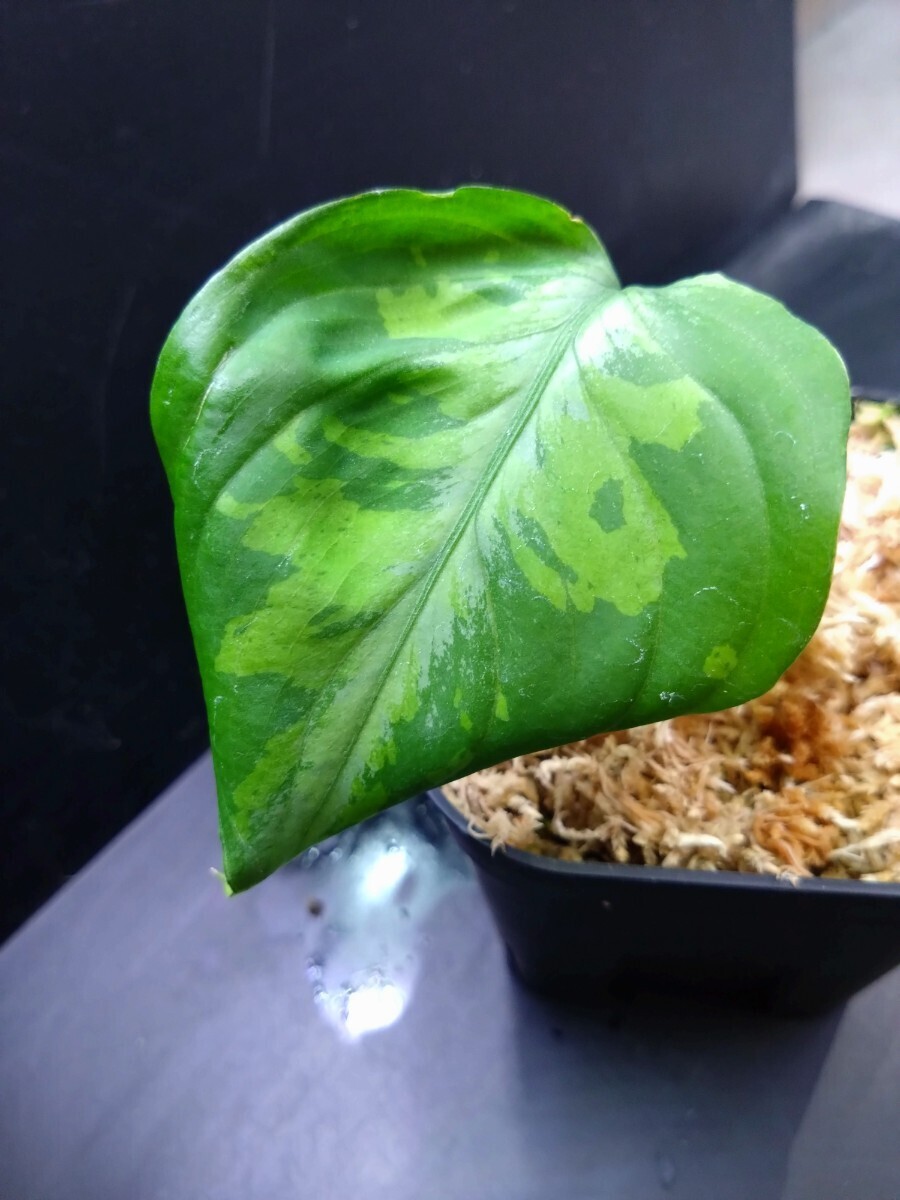 美!!Aglaonema pictum from Aceh アグラオネマの画像5