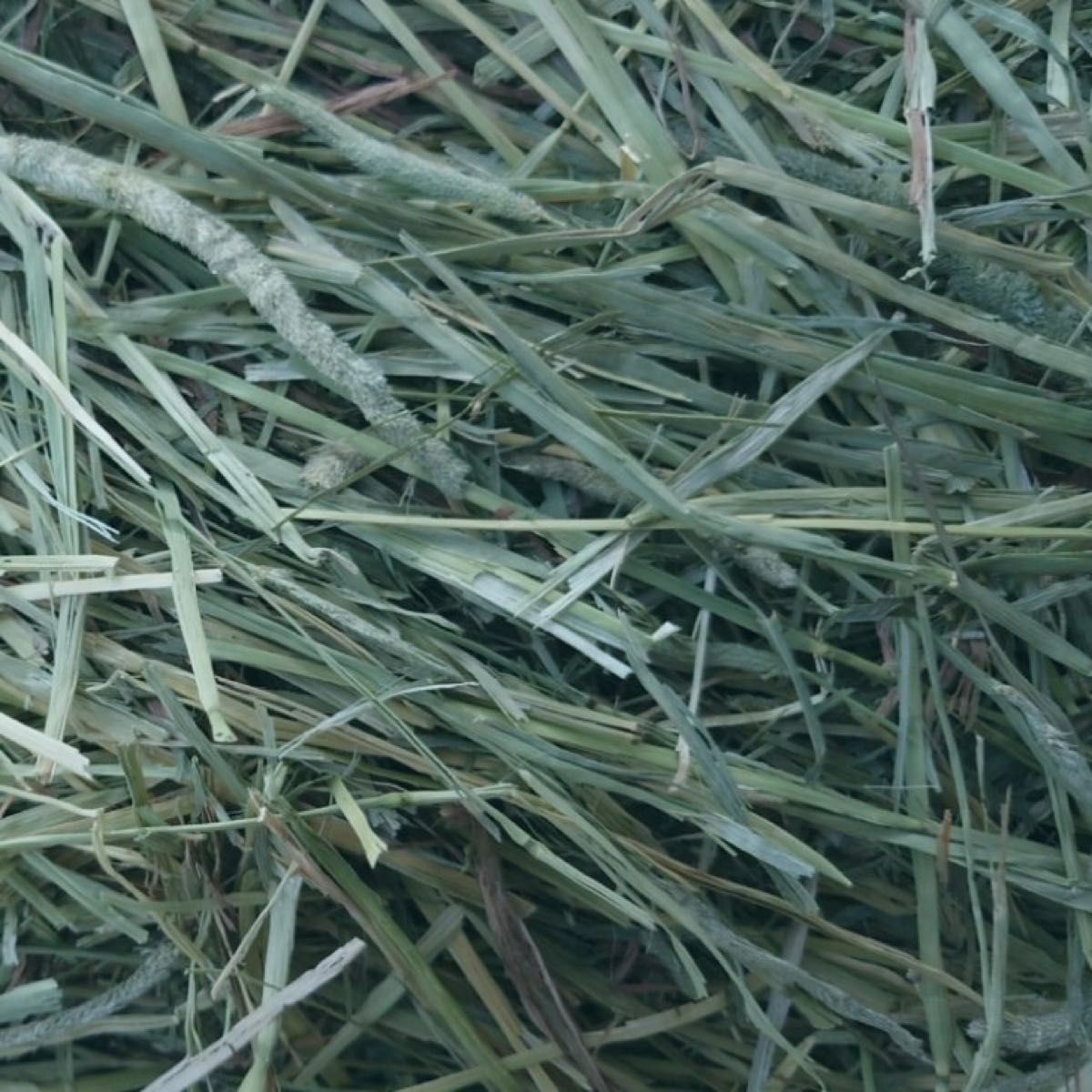 アメリカ産 プレミアム チモシー 1番刈り　10kg  うさぎ デグー チンチラ モルモット 小動物 牧草