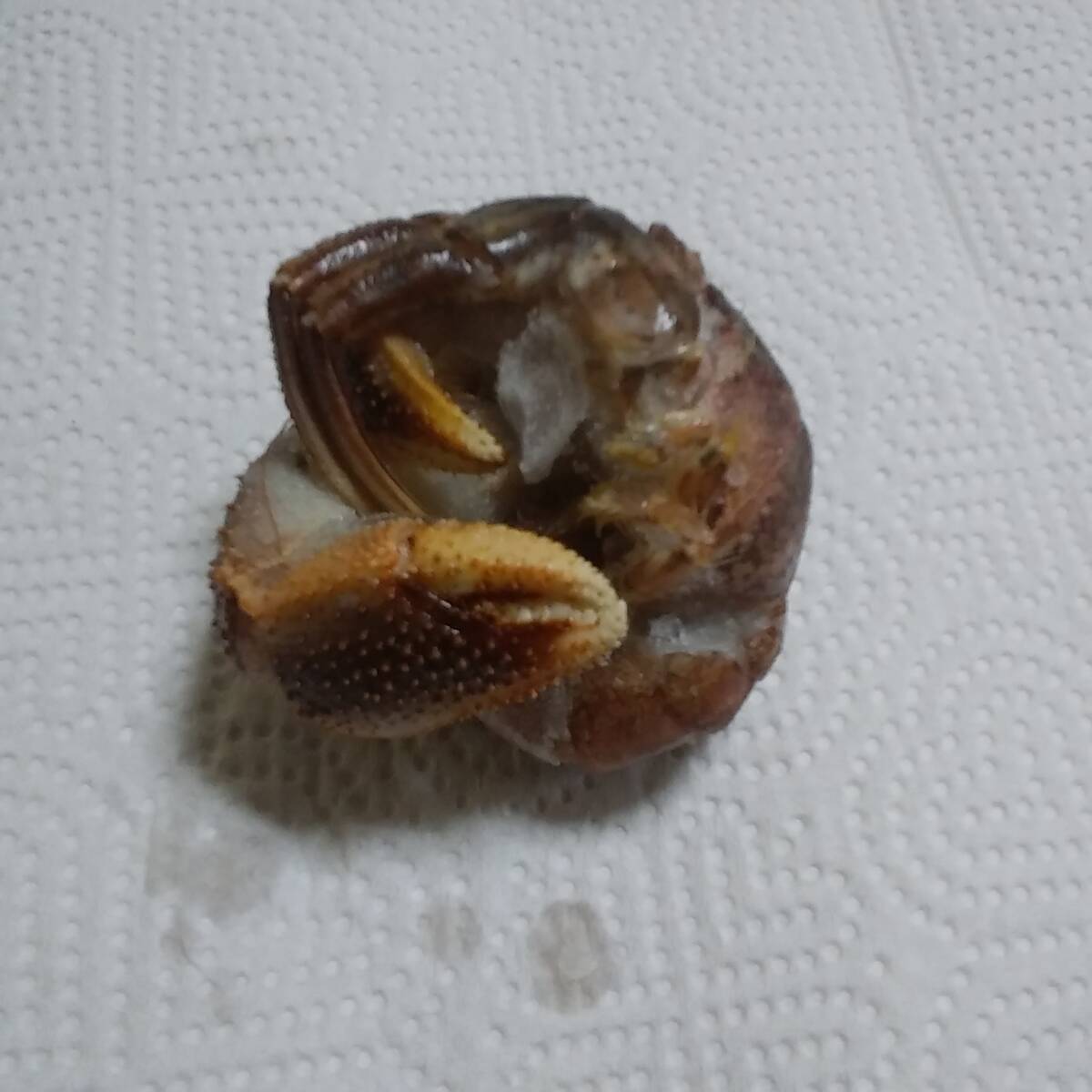  freezing hermit crab ( middle size ) 25 pcs 