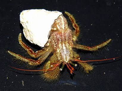  freezing hermit crab ( middle size ) 25 pcs 