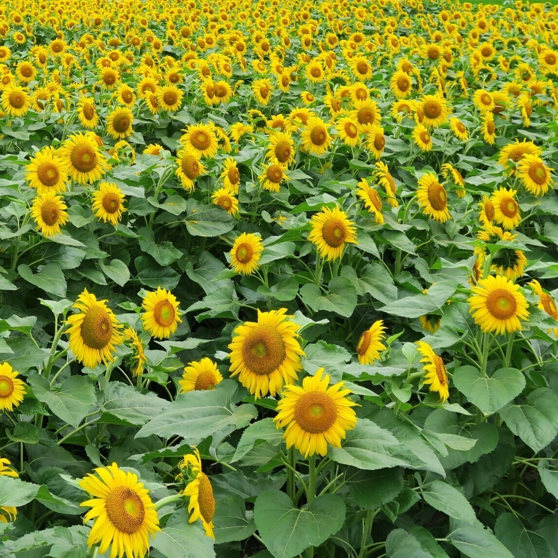 ひまわり　タイタン　花の種_画像4