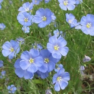 宿根アマ 花の種の画像1