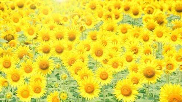 ひまわり 大輪一重咲黄色 花の種の画像3