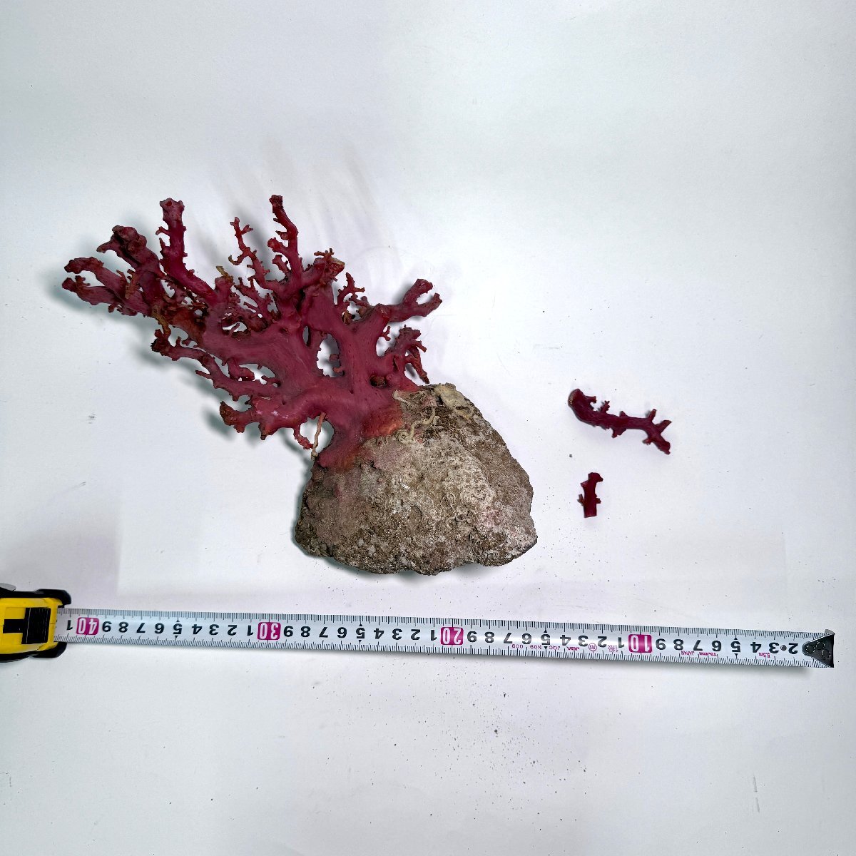 【洛座】天然赤珊瑚 サンゴ 原木 オブジェ 置物 鑑賞 重さ1257g 珊瑚 ＜宝石の画像9