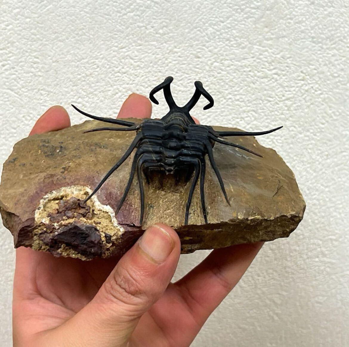  genuine article Dicranurus trilobite Mitsuha insect fossil tebon.moroko