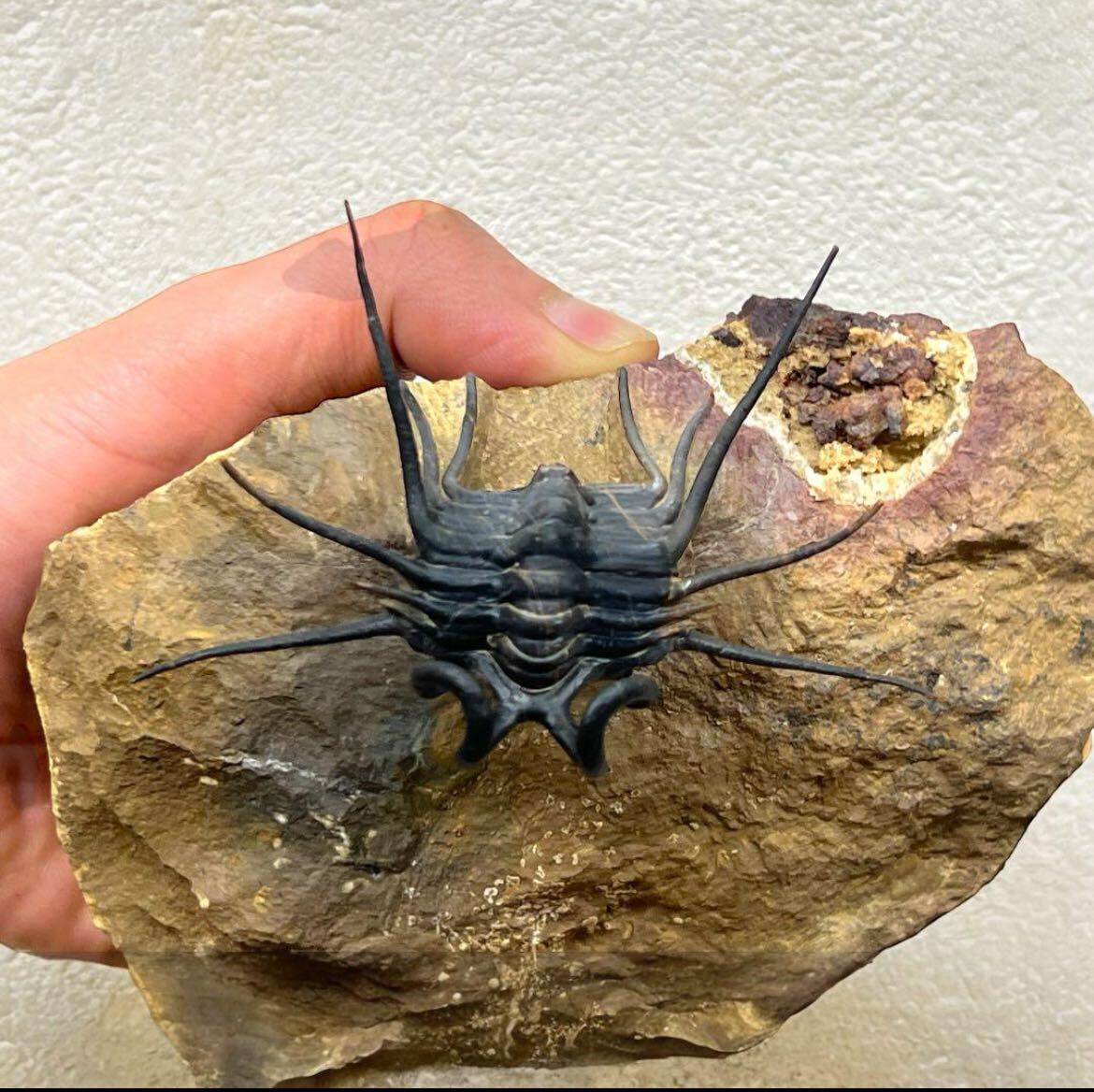  genuine article Dicranurus trilobite Mitsuha insect fossil tebon.moroko