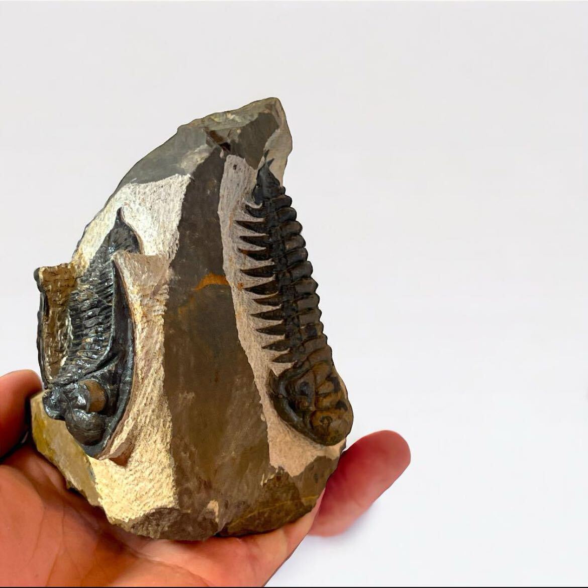 Crotalocephalus.zlichovaspis fossil 