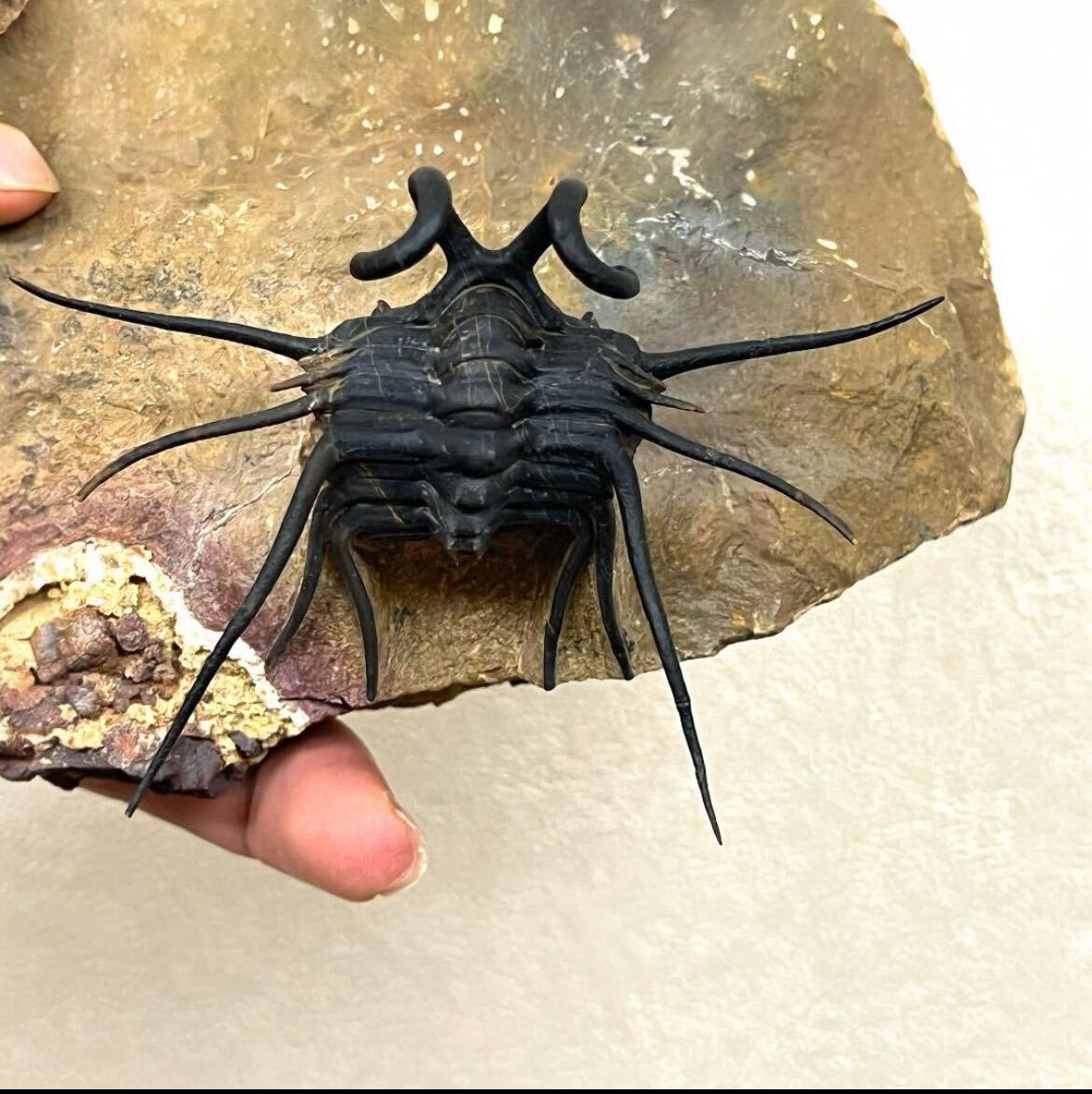  genuine article Dicranurus trilobite Mitsuha insect fossil tebon.moroko