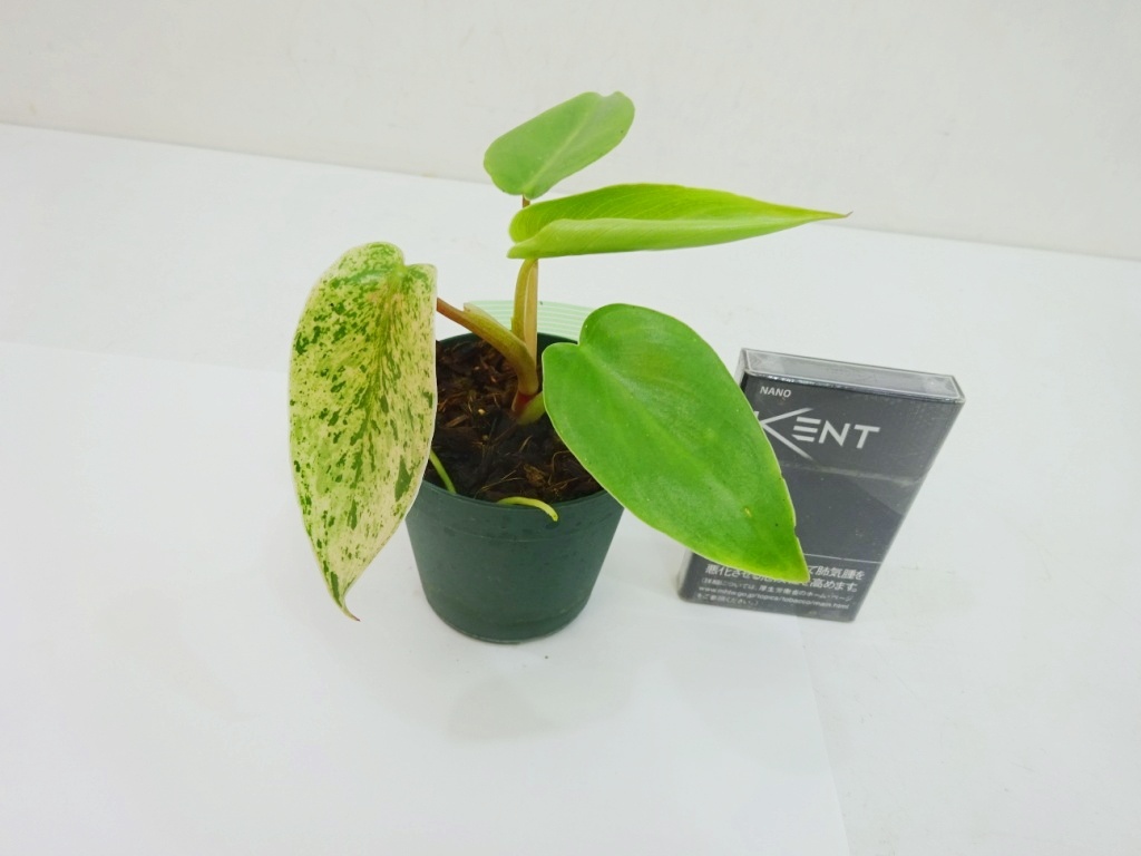 東京030フィロデンドロン　イルセマニー　斑入り⑩　充実苗　Philodendron ilsemanii variegata＊急に凄い葉が出たり子株から出たりします_画像3