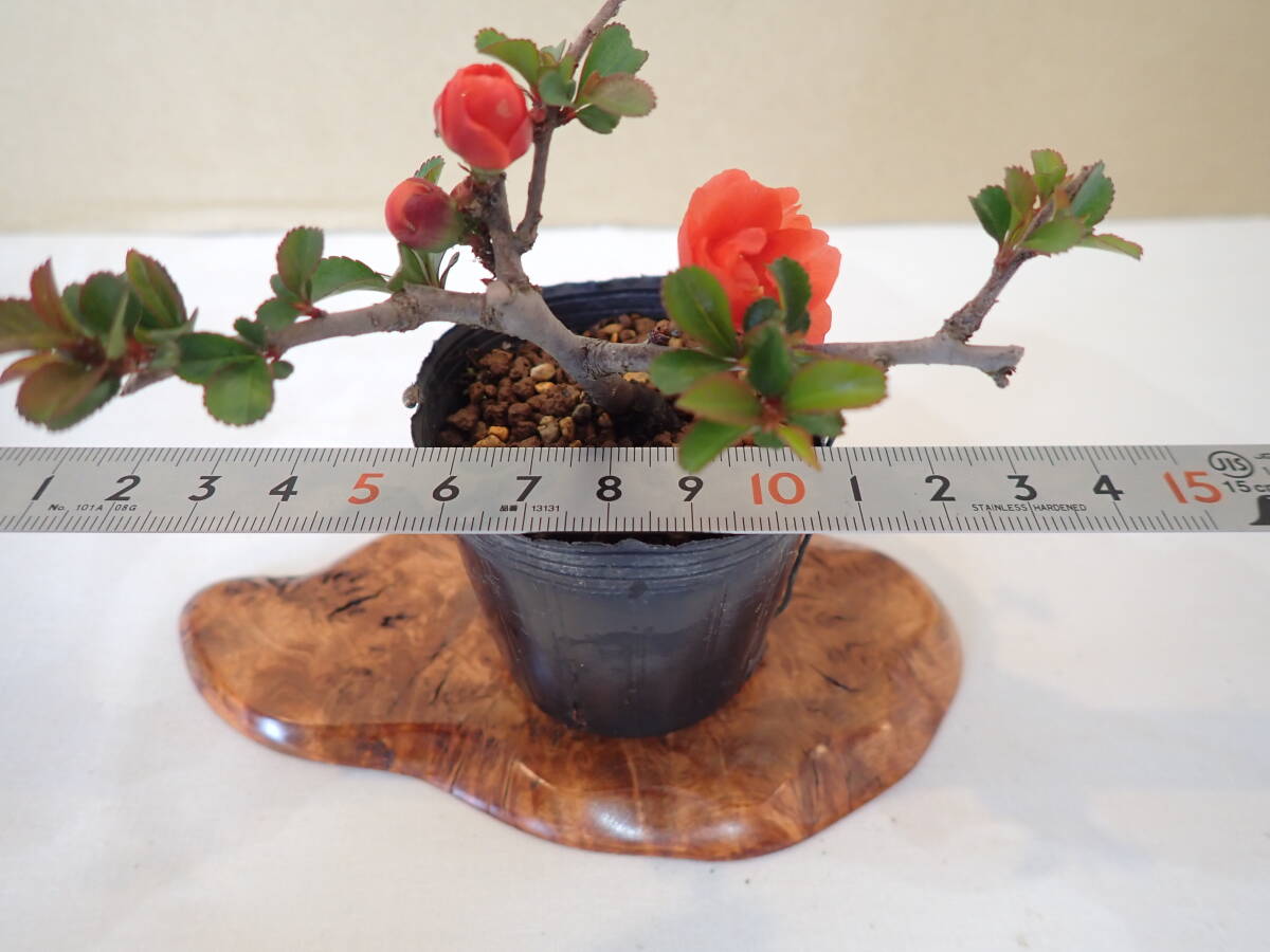 長寿梅（八重） チョウジュバイ 盆栽素材 の画像6