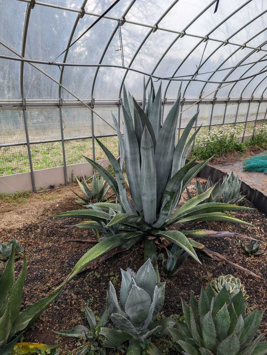 ⑤大株アガベ アメリカーナ AGAVE americana 地植え ドライガーデン [検チタノタ オテロイ ホリダ パキポディウム パキプス]の画像4