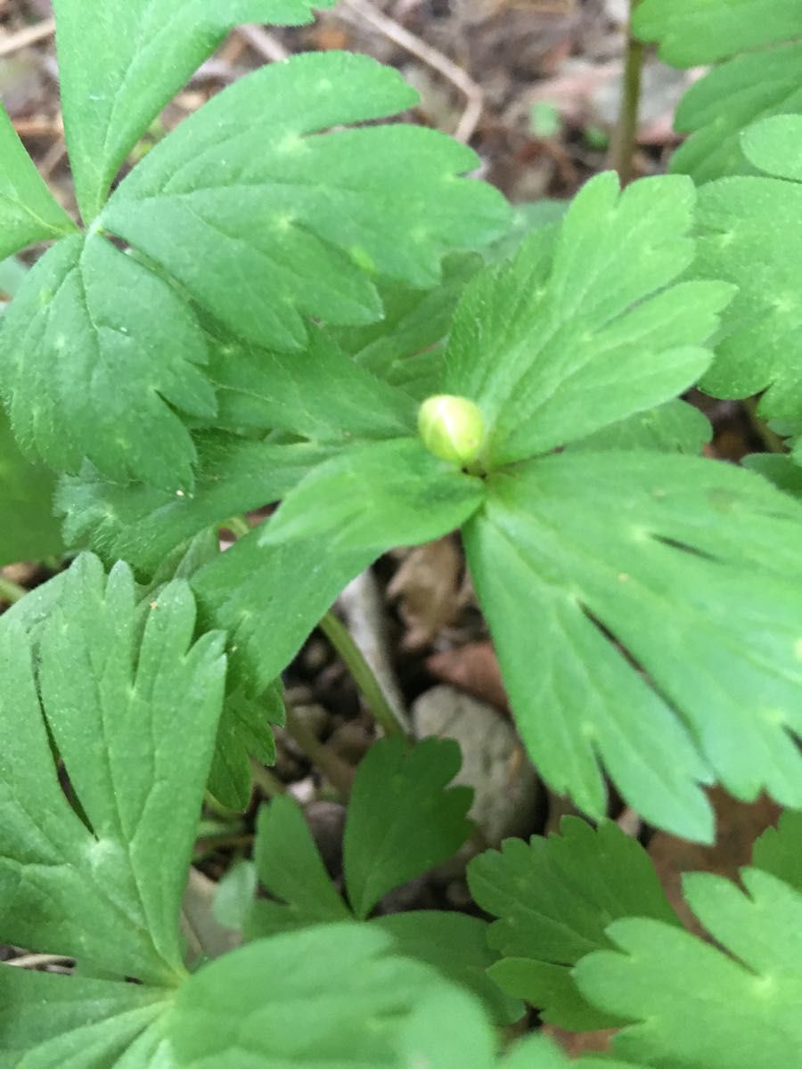 花は終わってます。ヤマシャクヤク　地エビネ　ニリンソウの3点