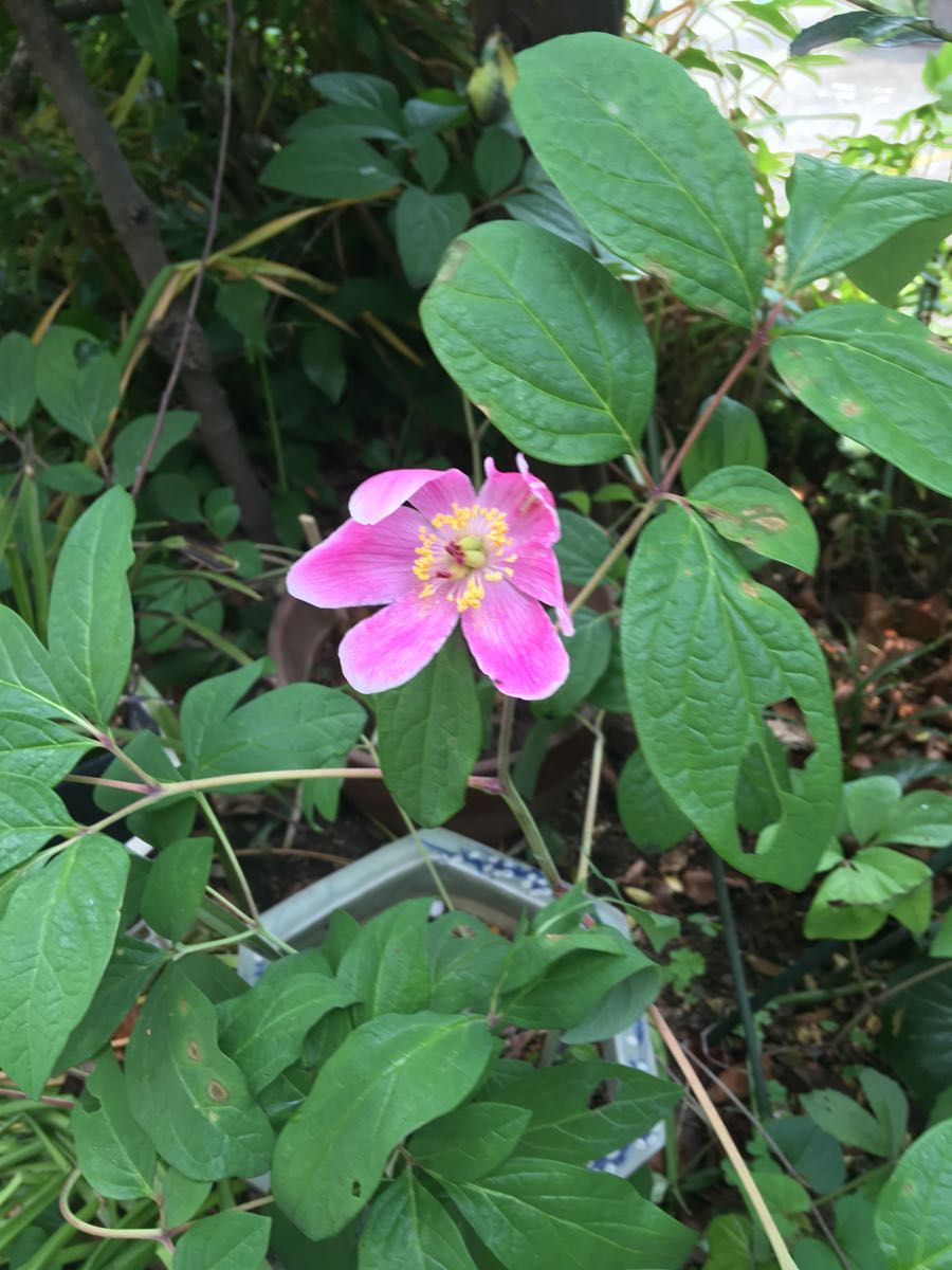 花は終わってます。ヤマシャクヤク　地エビネの2苗