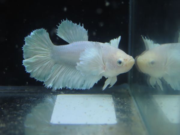 Бесплатная доставка P34 Super Big Equity -Half Moon Rose Haved Masa Betta Tropical Fish